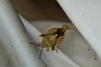 Carpocoris fuscispinus