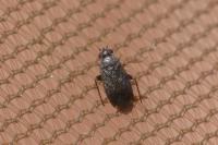 Phoenicocoris obscurellus