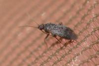 Phoenicocoris obscurellus