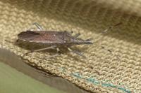 Dicranocephalus albipes
