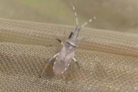 Dicranocephalus albipes