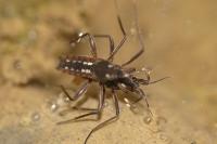 Velia caprai caprai