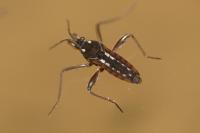 Velia caprai caprai