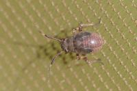 Capsus ater