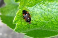 Deraeocoris ruber