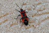 Lygaeus equestris