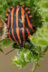 Graphosoma italicum italicum