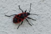 Pyrrhocoris apterus