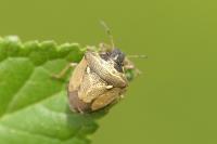 Eysarcoris aeneus