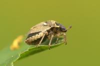 Eysarcoris aeneus