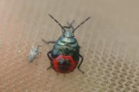 Zicrona caerulea