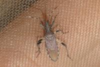 Dicranocephalus albipes