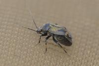 Polymerus nigrita
