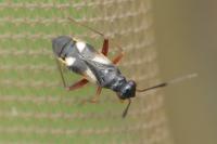 Globiceps fulvicollis