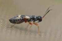 Globiceps fulvicollis
