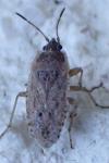 Emblethis denticollis