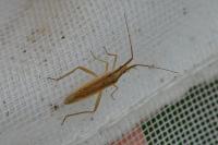 Stenodema laevigata
