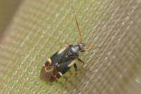 Polymerus palustris