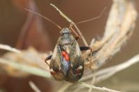 Polymerus palustris