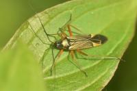 Miris striatus