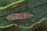 Camptopus lateralis