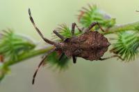 Coreus marginatus