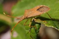 Gonocerus acuteangulatus