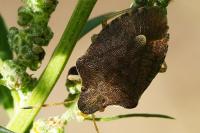 Peribalus strictus vernalis
