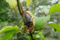 Pentatoma rufipes