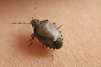 Holcostethus sphacelatus