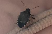 Holcostethus sphacelatus