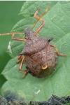 Picromerus bidens