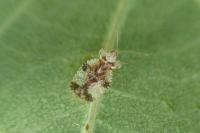 Stephanitis pyri
