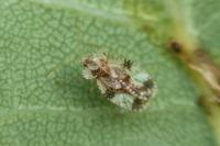 Stephanitis pyri