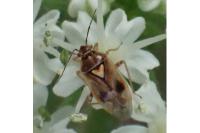 Orthops basalis
