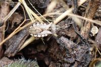 Coranus subapterus