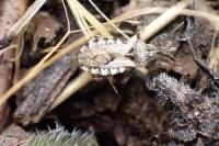 Coranus subapterus