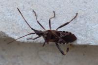 Leptoglossus occidentalis