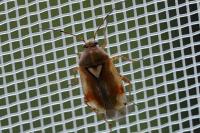 Lygus pratensis