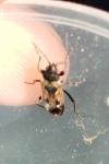 Rhyparochromus vulgaris