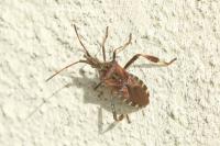 Leptoglossus occidentalis