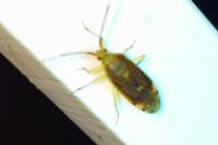 Pantilius tunicatus