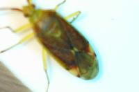 Pantilius tunicatus