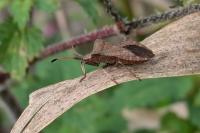 Coreus marginatus