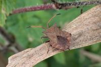 Coreus marginatus