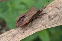 Coreus marginatus