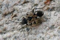 Rhyparochromus vulgaris
