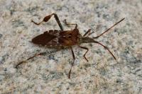 Leptoglossus occidentalis