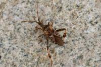 Leptoglossus occidentalis