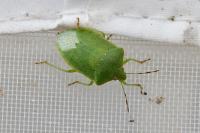 Nezara viridula